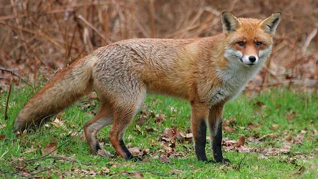 Feral Red Fox