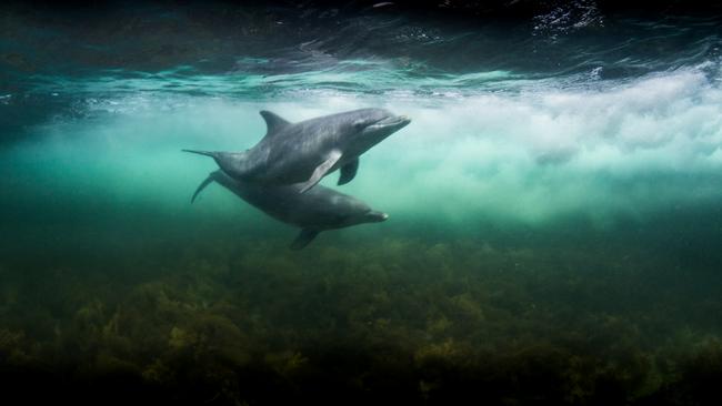 Dolphins encountered on the Baird Bay Ocean Eco Experience at Baird Bay, Eyre Peninsula. Picture: Robert Lang, Robert Lang Photography.