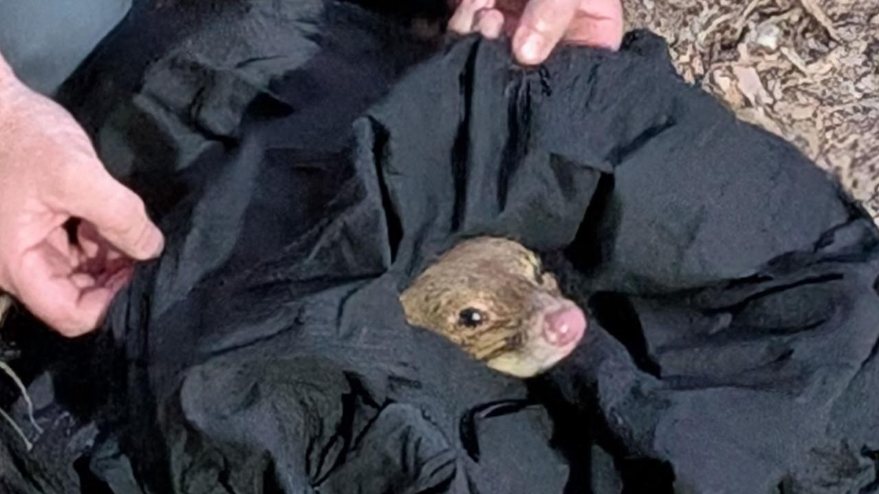 Endangered spotted-tailed quoll rescued from mangrove peril in Brisbane ...