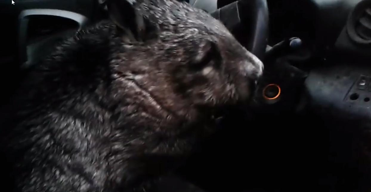 Impatient Wombat Toots Car Horn While Waiting For Carers to Save Her From Possible Flooding. Credit - Facebook/Wombat Awareness Organisation via Storyful