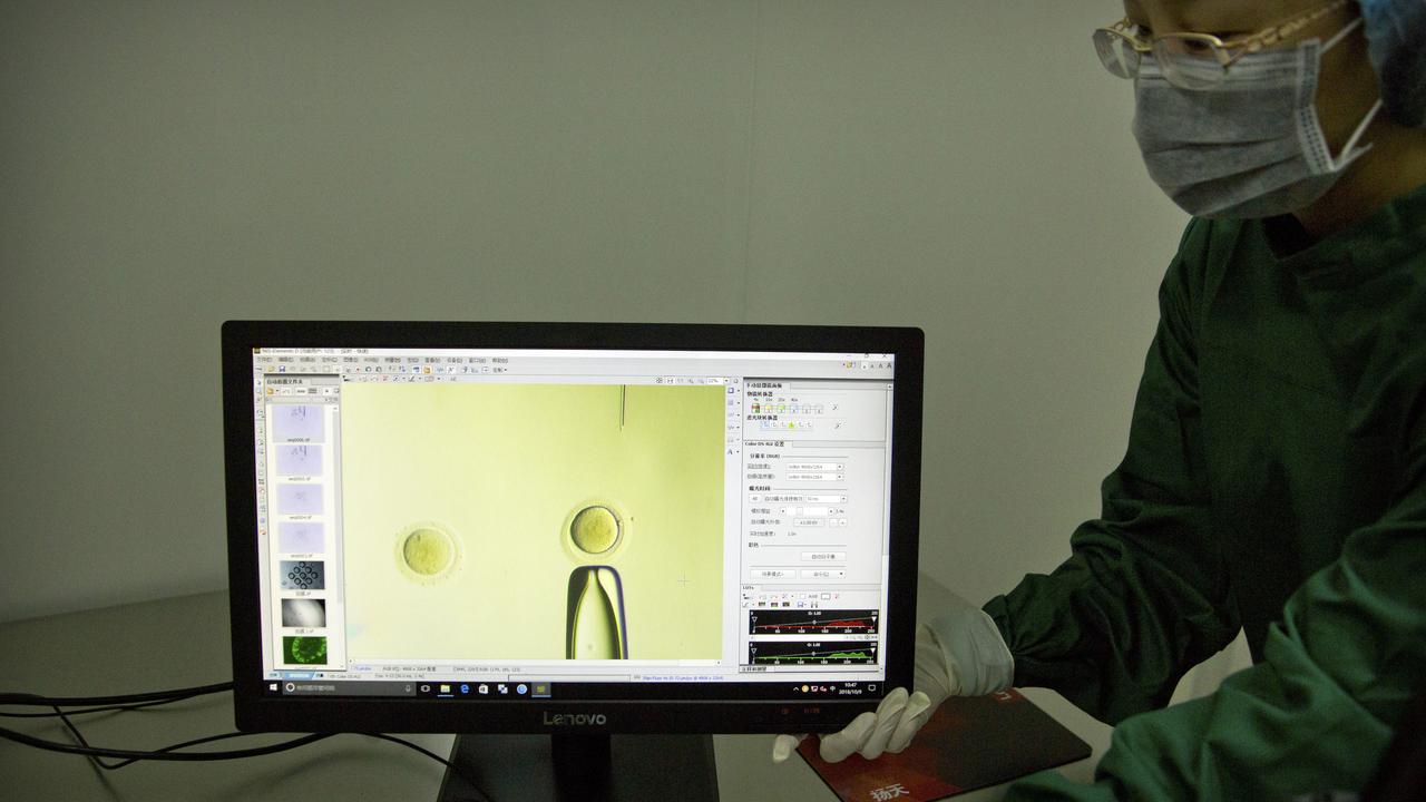 A monitor showing an embryo under a microscope at a laboratory in Shenzhen in southern China’s Guangdong province. Picture: AP/Mark Schiefelbein