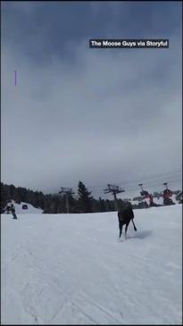 Moose "chases" skiers down a ski slope