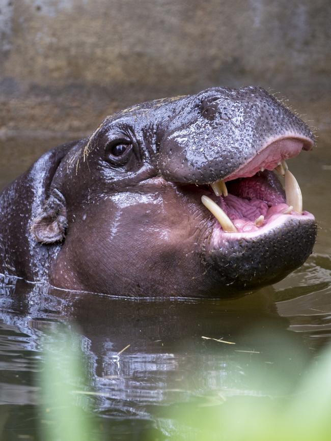 Obi can be visited at Adelaide Zoo every day of the week. Picture: Adrian Mann