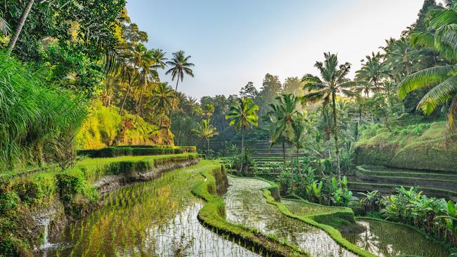 Rice Terrace in Tegalalang, Bali, Indonesia.Escape 3 December 2023Why I travelPhoto - iStock