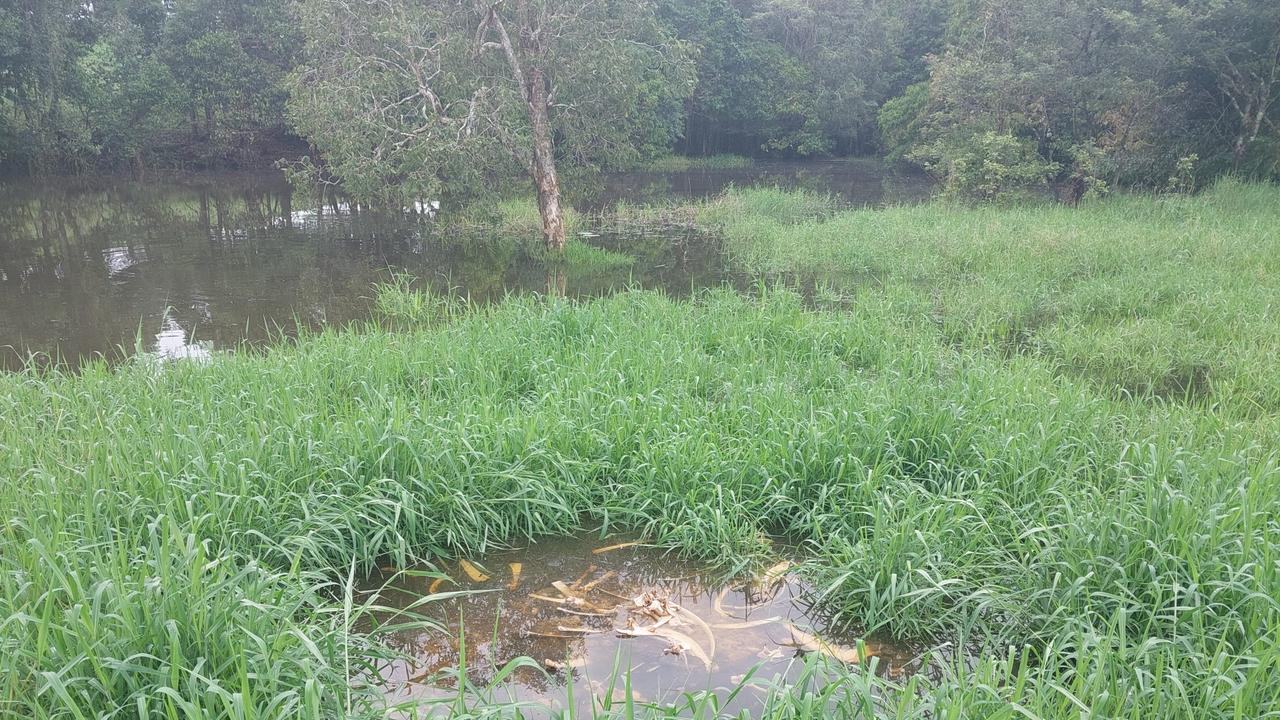 Four metre croc captured from Boar Creek after attacking cattle | The ...