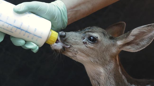 In this photo taken Tuesday, July 28, 2015, volunteer Ivette Portela bottle feeds a young fawn at the Kindred Spirits Fawn Rescue in Loomis, Calif. California's historic drought has caused a scarcity of food in the wild that has been blamed for unusual animal activity. (AP Photo/Rich Pedroncelli)