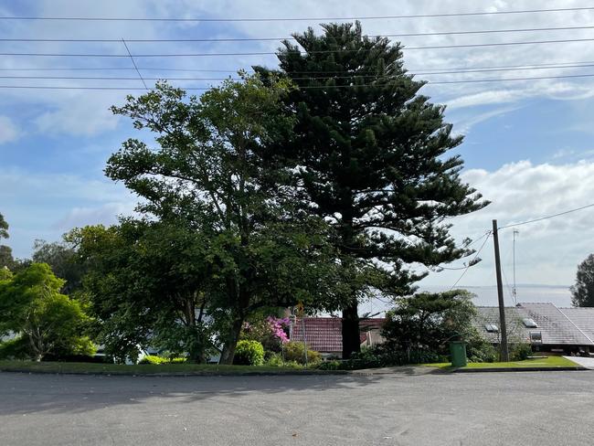 The tree was listed on the Significant Tree Register in 2021. Picture: NewsLocal