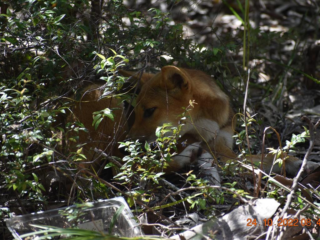 A dingo pup has been spotted on Fraser Island (K’gari) with fish hooks embedded in its right paw and fishing line wrapped around its leg.