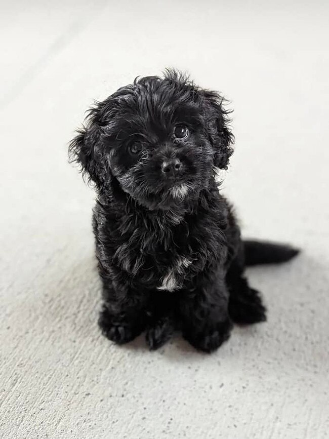 Meet Mia, she is only 8 weeks old but brings so much energy & love to our family in Benowa