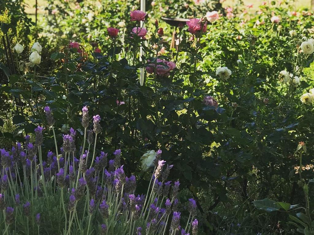 Libby’s rose garden.