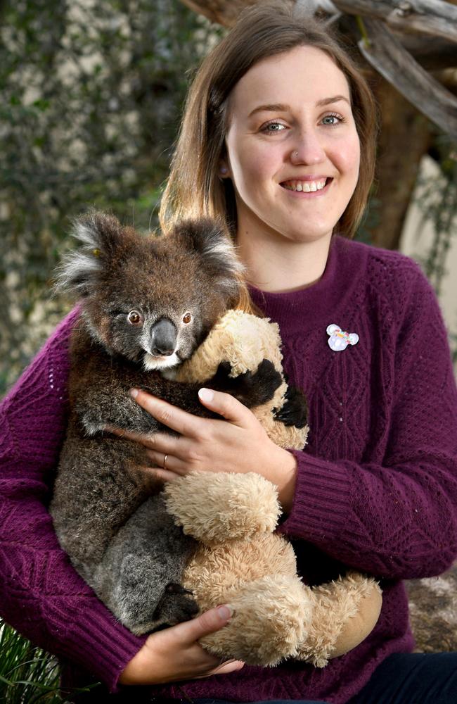 Adelaide Uni has discovered koalas at KI are the only koalas without Chlamydia in Australia. Jessica Fabijan PHD candidate, School of Animal and Veterinary Sciences, University of Adelaide with rescue koala Charlotte. Picture: Tricia Watkinson