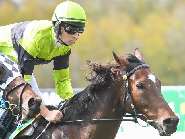 Arassem ridden by Braidon Small in action during the running of the bet365 Top Tote Plus Maiden Highweight at Kyneton Racecourse on April 11, 2024 in Kyneton, Australia. (Photo by Pat Scala/Racing Photos via Getty Images)