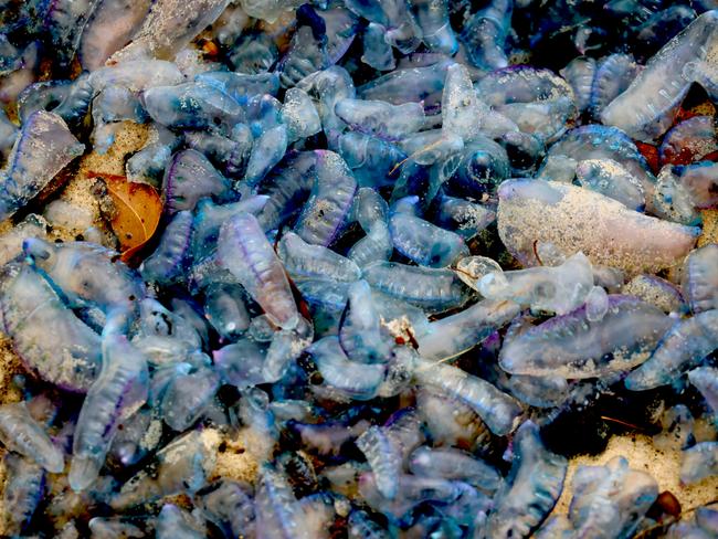 SYDNEY, AUSTRALIA - NCA NewsWire Photos OCTOBER 06, 2022: Thousands of bluebottles are seen on Sydney's Coogee Beach with the colourful yet dangerous creatures littering beaches as storms swell  across the Australian east coast. Picture: NCA NewsWire / Nicholas Eagar