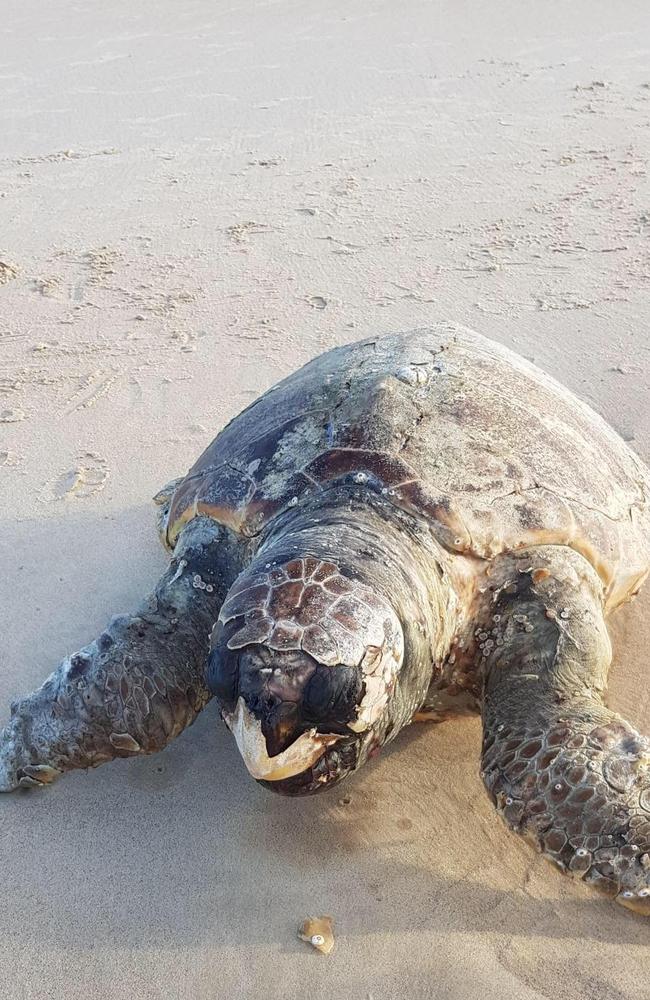 Gold Coast City Council uses backhoe to lift dead loggerhead turtle off ...