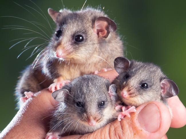 SUNDAU HERALD SUN:A family of Mountain Pygmy Possums at Wild Action Zoo in Macedon. Mum, Morticia (2 years old) looking over her 3 month old youngsters. A n unnamed boy and girl.Picture Jay Town