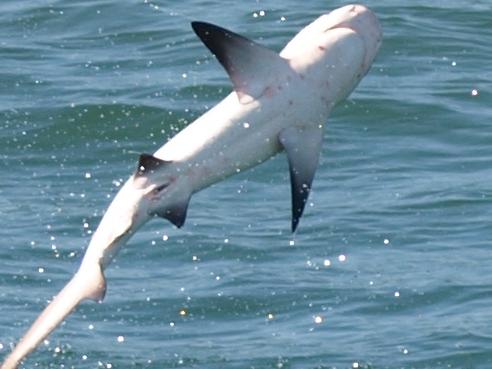 Shark leaps out of the water to catch its prey during a feeding frenzy at North Rock Wall at Ballina on the NSW North Coast.