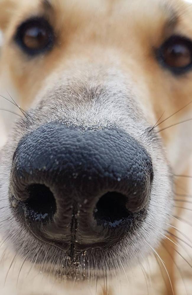 A dingo picture taken on Fraser Island. Picture: Jules Blackmore from Facebook