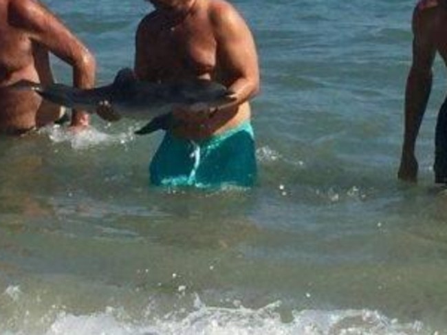 Tourists posed with the baby dolphin. Picture: Facebook