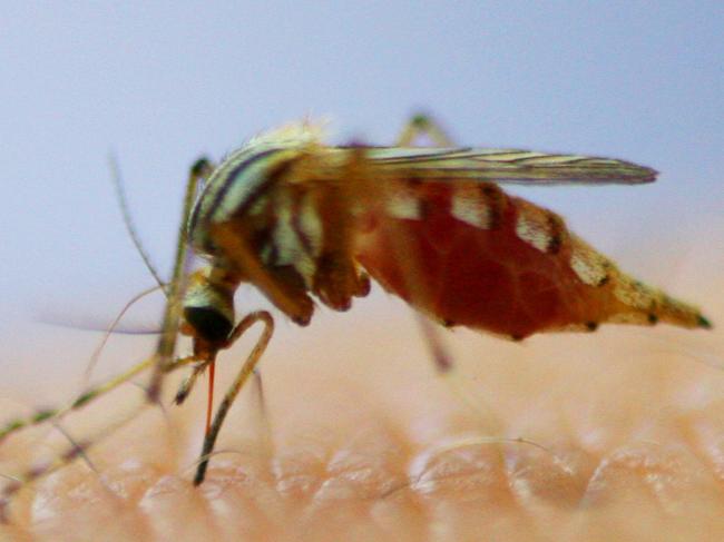 The warm autumn weather has extended the mosquito danger season in the Clarence Valley.