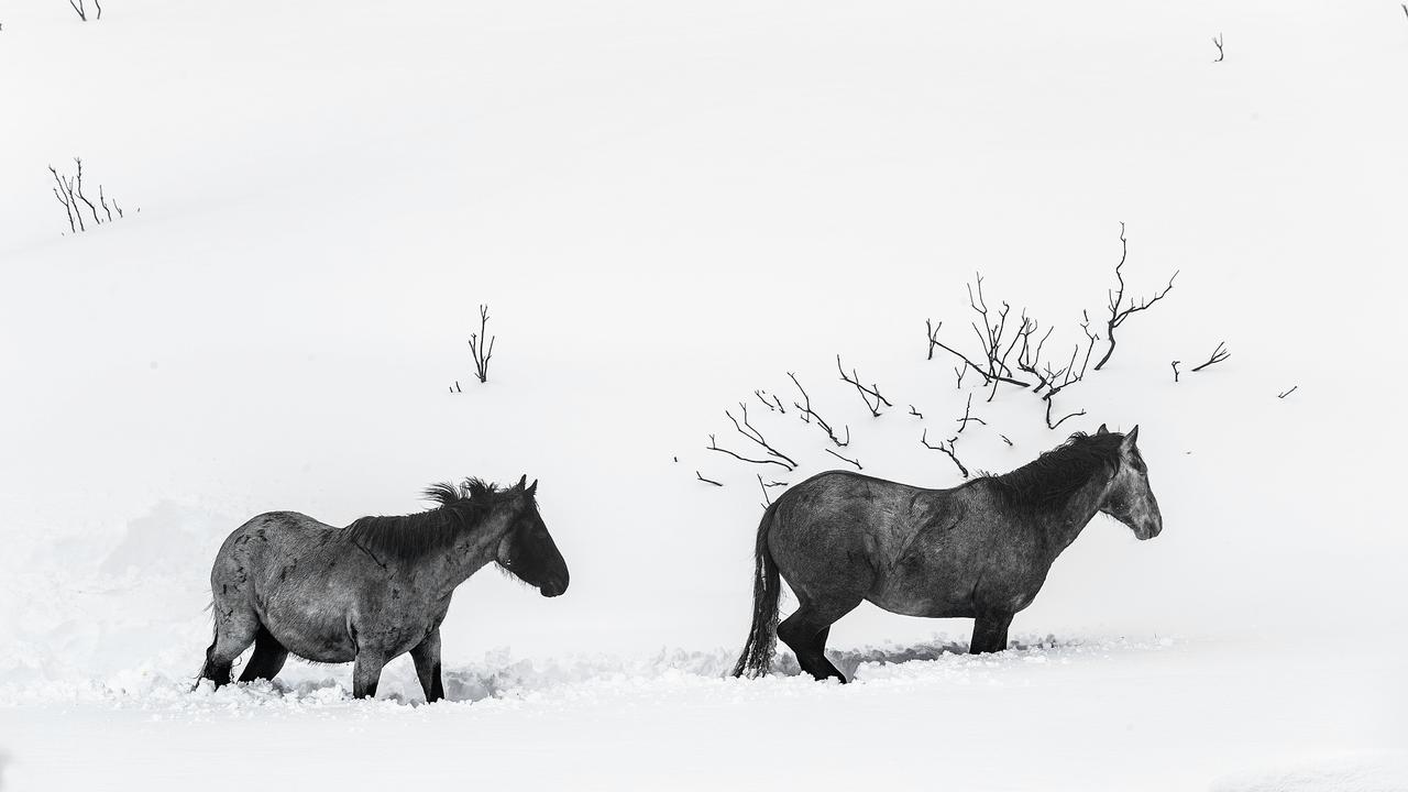 Kosciuszko National Park: More than 10,000 feral horses cut | news.com ...