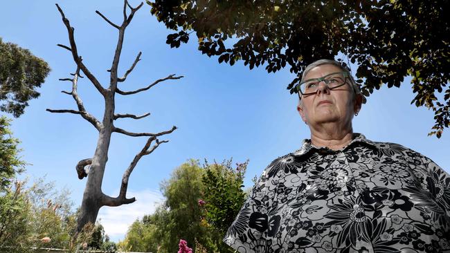 Annette Willis at her Millswood home where she says a neighbour’s dead lemon-scented gum tree is threatening to damage her studio. Picture: Dean Martin