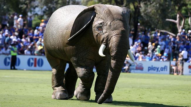An elephant on the ground at halftime. Picture: Michael Klein