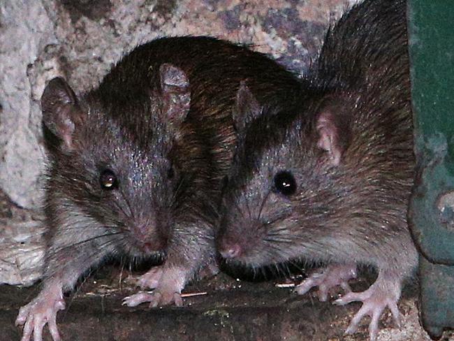 Pictured are rats in Surry Hills lane ways. Sydney City Council has a rat problem. Picture: Richard Dobson