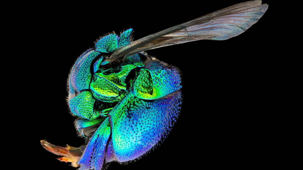 The Cuckoo Wasps – some of nature's artworks