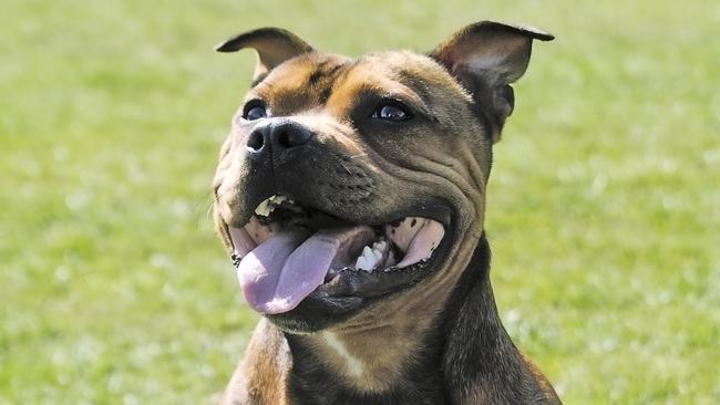 Mr Austin says socialisation opportunities in an off-leash park are limited. Picture: iStock