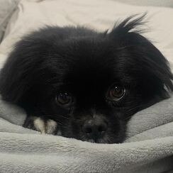 Gold Coast's cutest dogs: Bax. Submitted by Jennifer Clements.