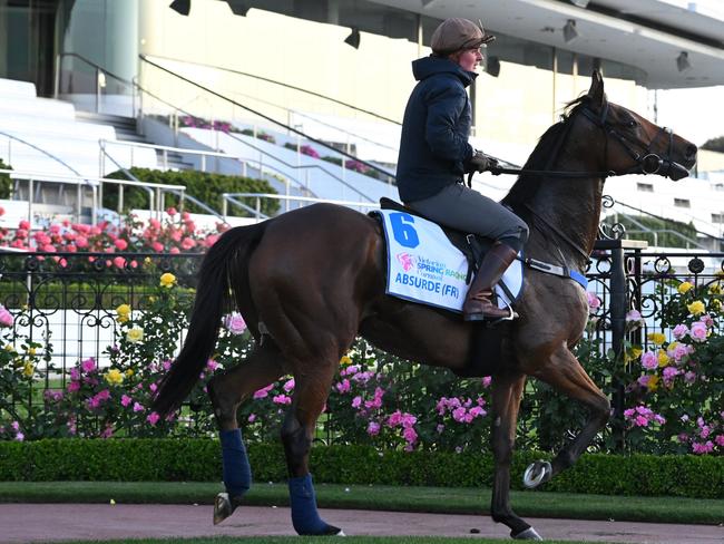 MELBOURNE, AUSTRALIA - OCTOBER 31:  Absurde during Derby Day Breakfast With The Best gallops at Flemington Racecourse on October 31, 2023 in Melbourne, Australia. (Photo by Vince Caligiuri/Getty Images)