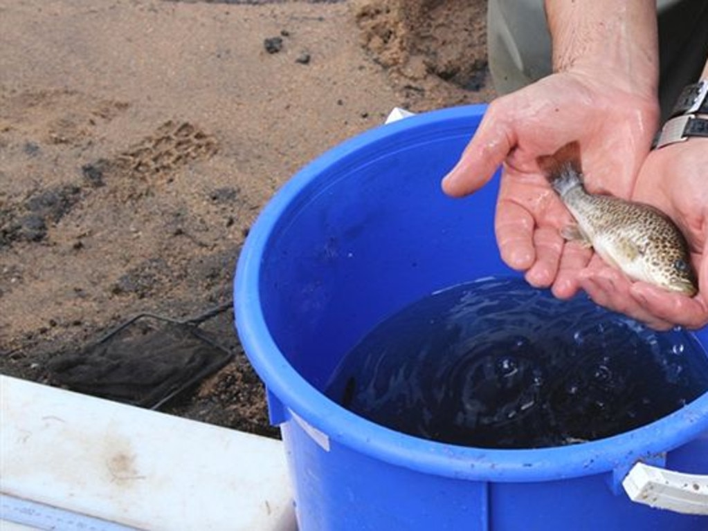 A grunter found in creeks leading into Lake Eyre.