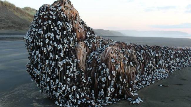 Strange things have been washing up on New Zealand beaches after recent earthquakes.