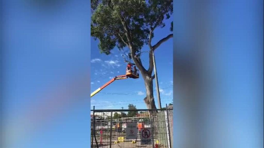 Workers prepare to axe 250-year-old tree