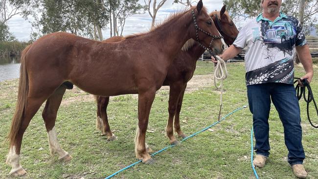 Palm Island gelding Texas Red has been adopted by an agistee at Gumlow – Ms McLeod said the one-year-old was an example of the good looking and strong genetics.