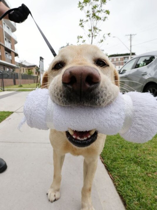 An Australian Border Force dog involved in the raids. Picture: NSW Police