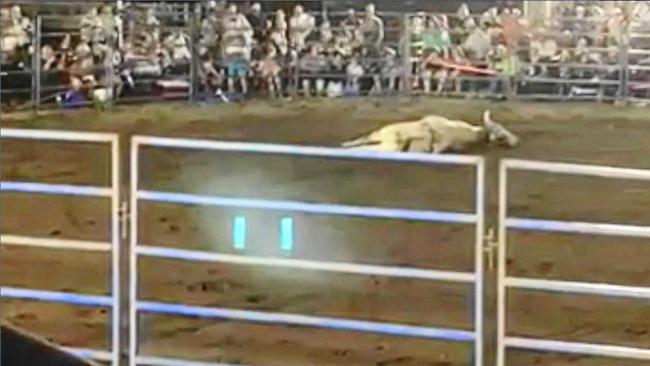 RSPCA WEIGHS IN: Footage taken at the recent Bull n Bronc event in Gympie shows a bull collapse in the show ring after its hind legs appeared to go limp. Picture: Contributed