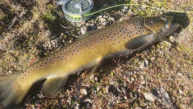 Charles Wooley was rapt with this trout catch in the Central Highlands. Picture: Supplied