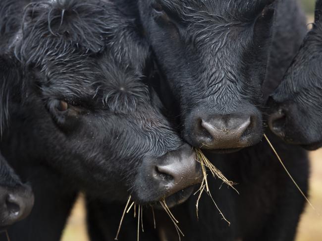 Generic Angus cattle. Weaners.PICTURED: Generic Angus cattle. Weaners.PHOTOGRAPHER: ZOE PHILLIPS