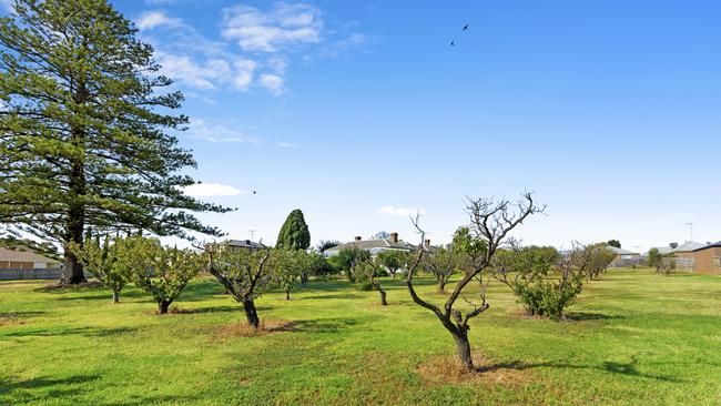 The Norfolk Island pine remains a landmark on the Waurn Ponds hill south of Deakin University.