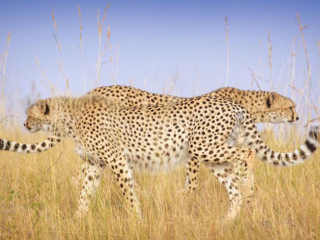 Vicki Jauron’s image of cheetahs in the Maasai Mara, Kenya. Picture: Vicki Jauron