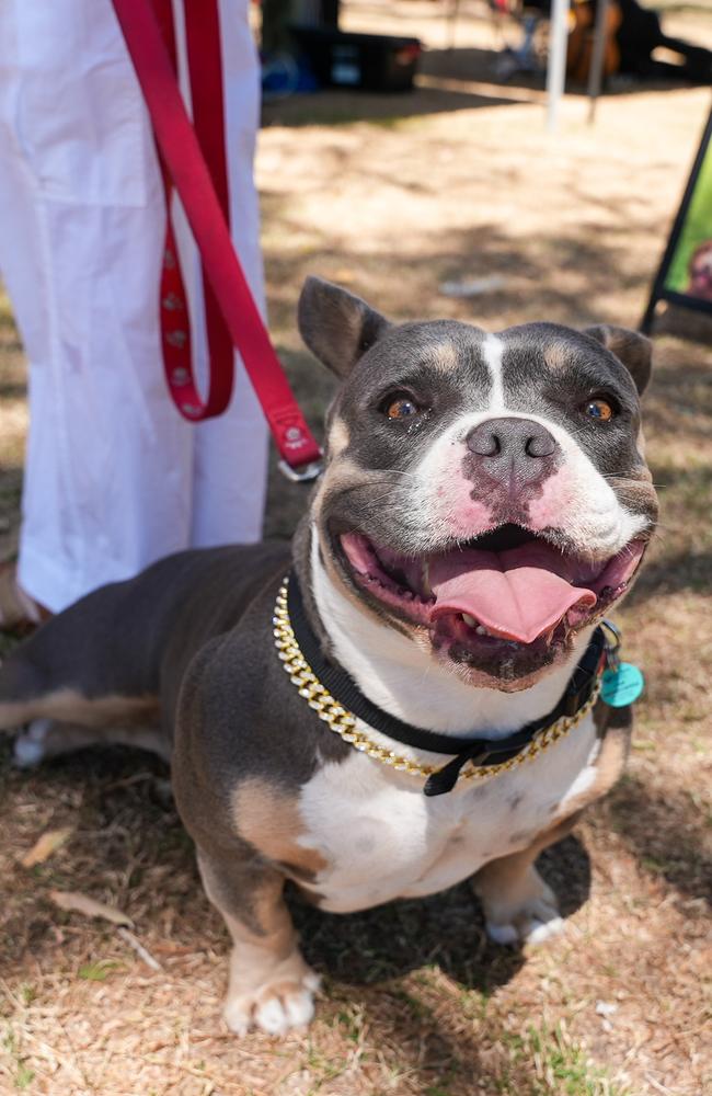 The Fraser Coast Regional Council 2023/24 dog registration statistics have revealed there are 1743 staffordshire terriers on the Fraser Coast, making them the region’s most popular breed.