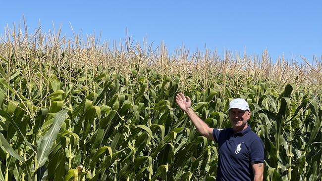 Hidden power: AgBioEn executive director Lubey Lozevski in the maize crop in northern Victoria under trial.