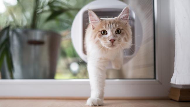 A cat flap or pet door can allow greater independence and easy access to fresh air and outdoor play.