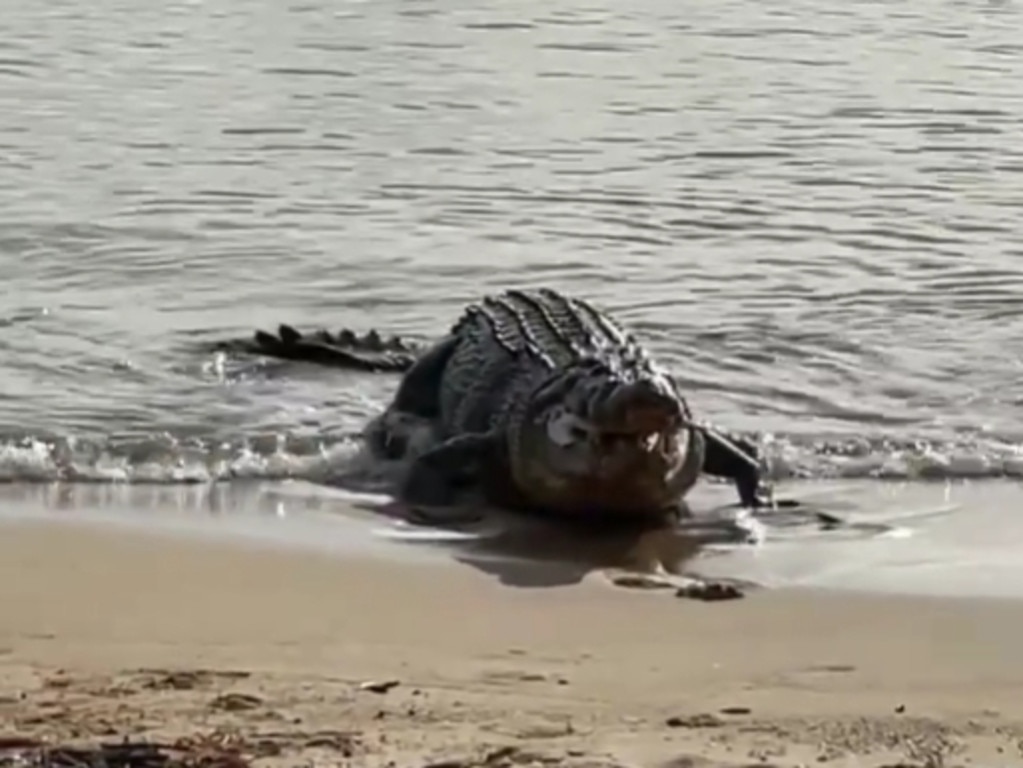 North Queensland woman Yvonne Palmer filmed a “monster” saltwater crocodile devouring a shark on the Cardwell foreshore in February 2021. Picture: Supplied