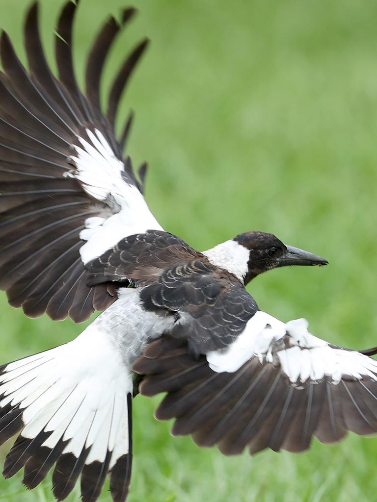 Magpie at the end of Granville Street, Wilston. Picture: Liam Kidston