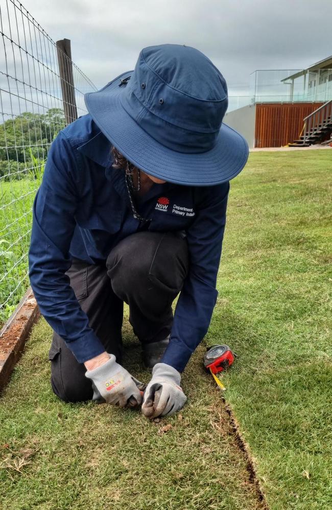 A NSW biosecurity worker sampling turf at Clunes on Wednesday.