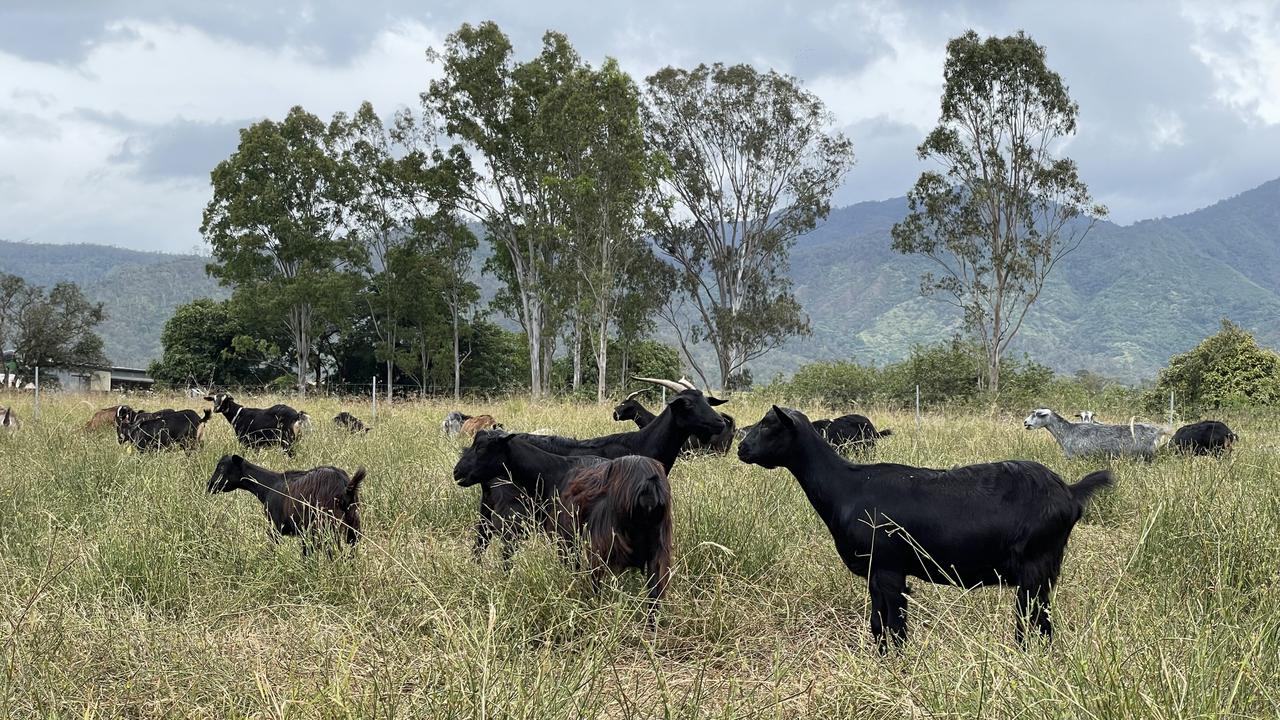 Owing to their differing ancestry, some of the goats have distinct colouring and many are black with longer coats. Photo: Fergus Gregg