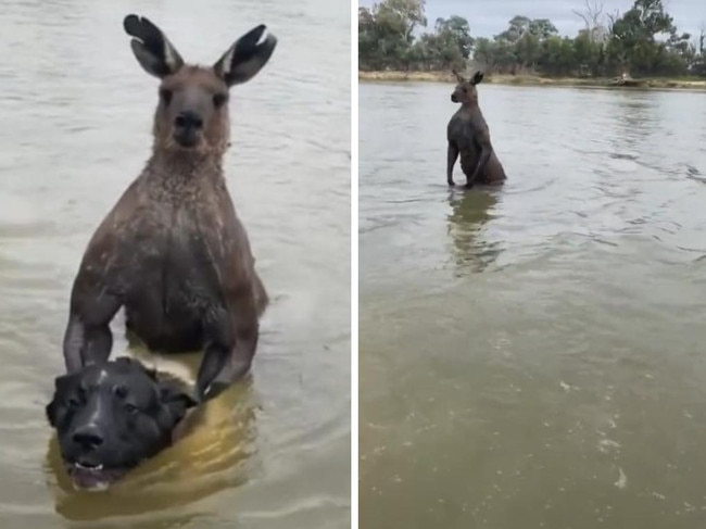 Man saves dog being ‘drowned’ by kangaroo