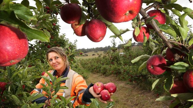 TasWeekend: Gala the apple of Erryn’s eye at Spreyton Fresh orchard ...